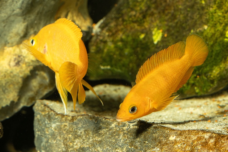 Neolamprologus leleupi 'Talama'